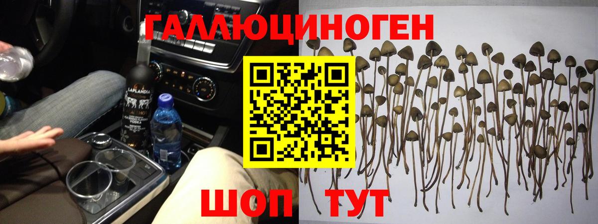 Галлюциногенные грибы GOLDEN TEACHER  Вход с VPN  Владимир  Псилоцибиновые грибы мицелий 